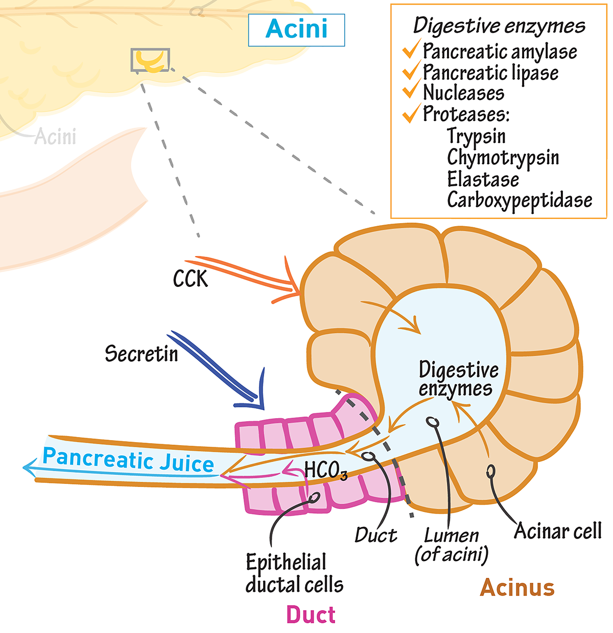 Pancreas and Digestive enzymes Budwig Protocol