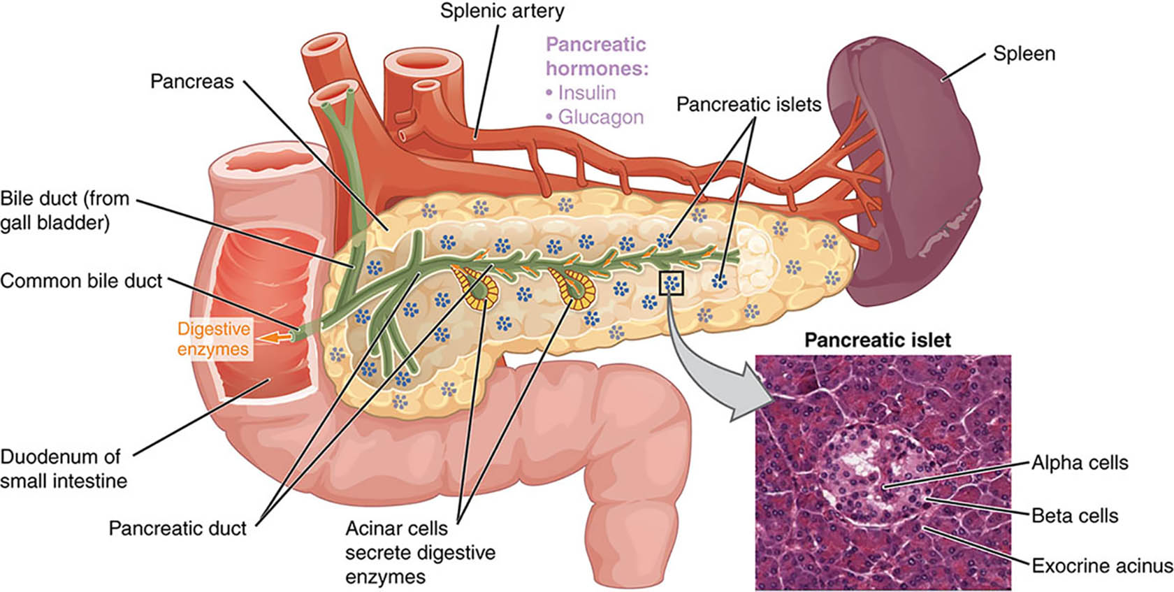 Anatomy Of Pancreas Budwig Protocol