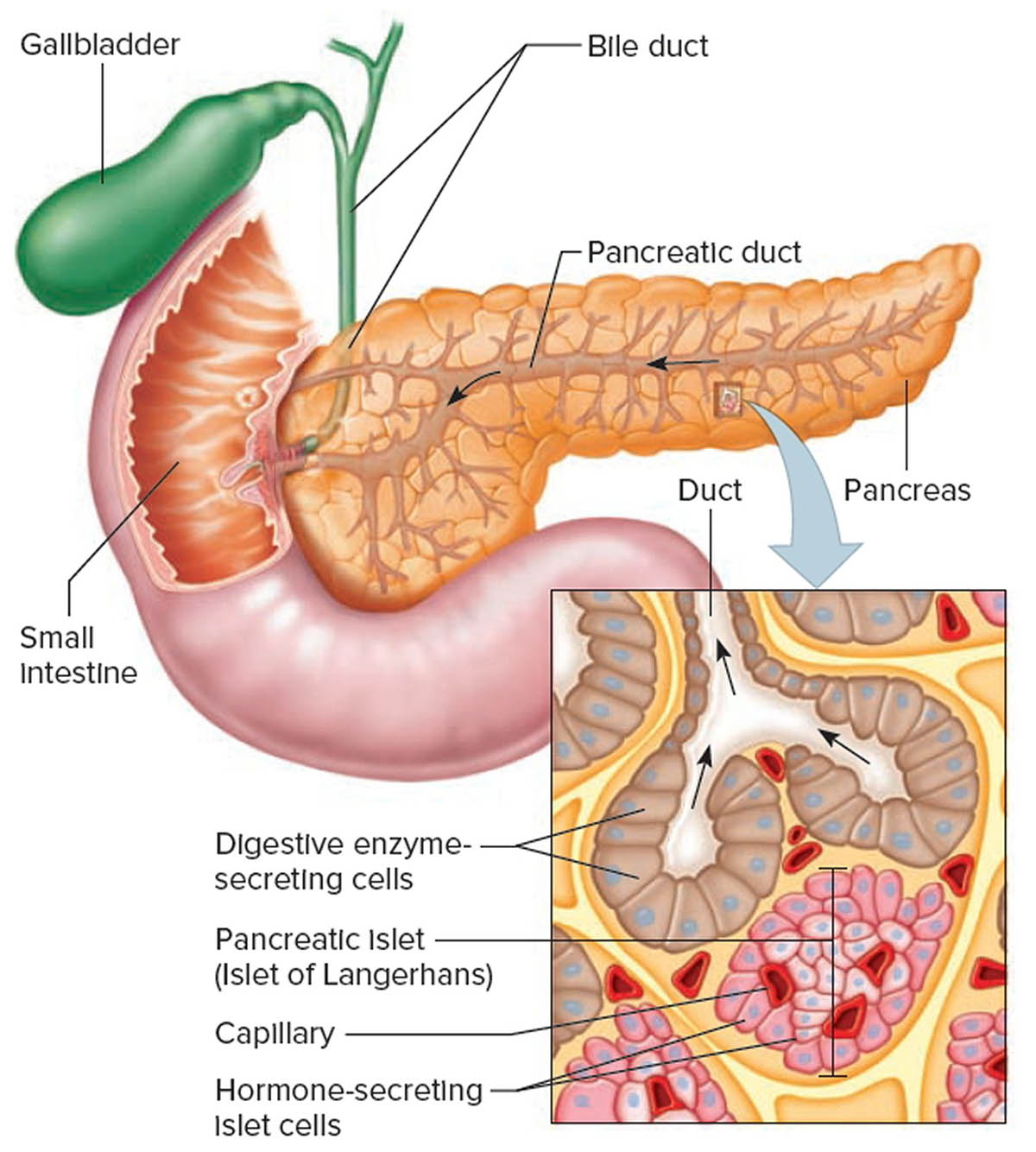 Pancreas And Digestive Enzymes Budwig Protocol